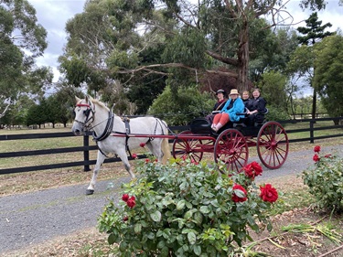 Horse-drawn buggy ride in North Woodend