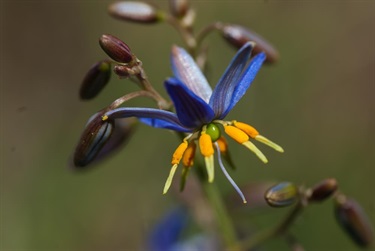 Matted Flax-lily