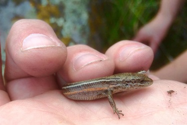 Tussock Skink