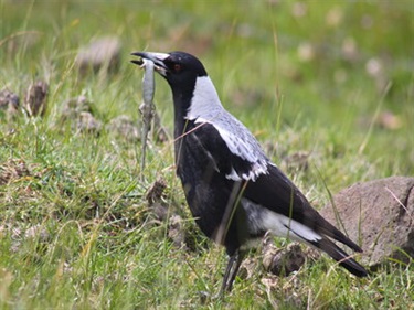 Australian Magpie