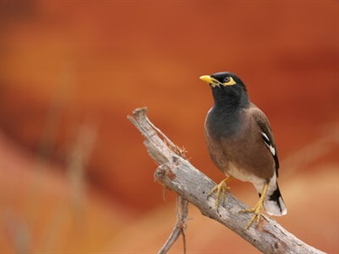 Indian Myna