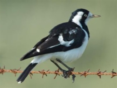 Magpie Lark