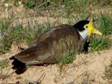 Masked Lapwing