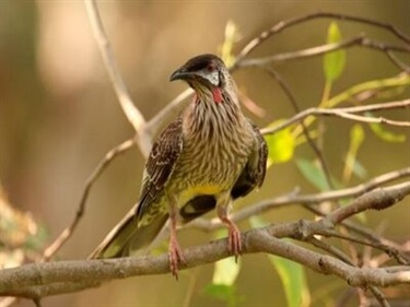 Red Wattlebird