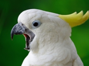 Sulphur Crested Cockatoo