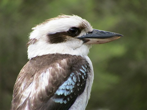 Kookaburra