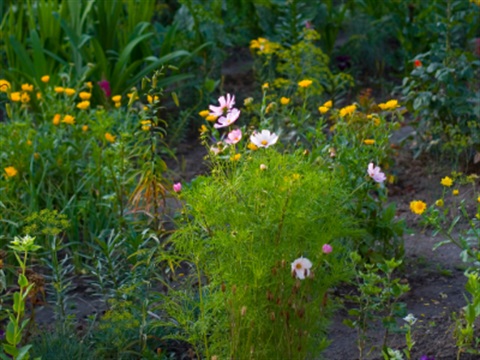 Edible Gardens